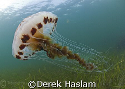 Compass jellyfish. Connemara. D200, 10.5mm. by Derek Haslam 